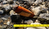 Shell found on East Preston beach destroyed in controlled explosion
